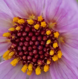 Dahlia merckii