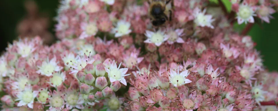Afbeelding Sedum ‘Stewed Rhubarb Mountain’