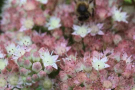 Sedum ‘Stewed Rhubarb Mountain’