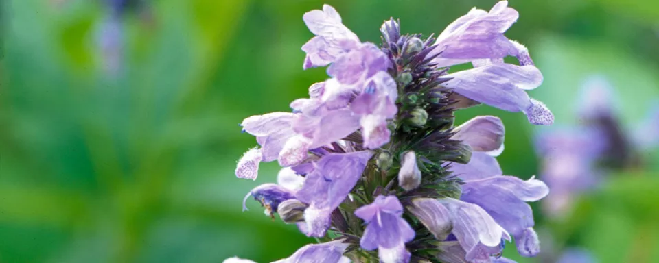 Afbeelding Nepeta subsessilis