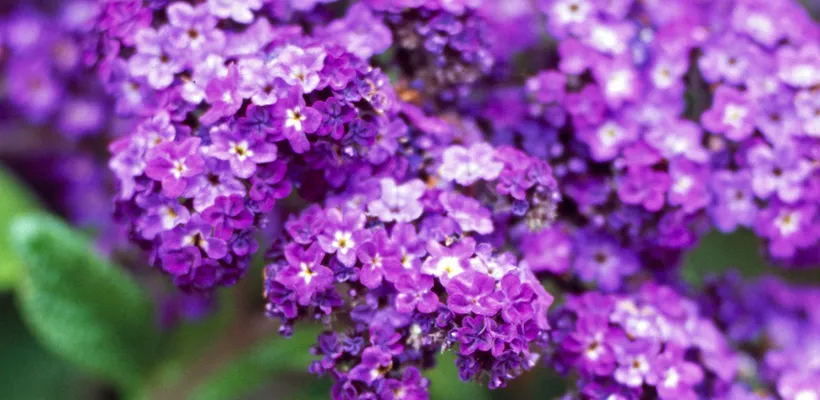 Heliotropium arborescens ‘Marine’