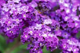 Heliotropium arborescens ‘Marine’