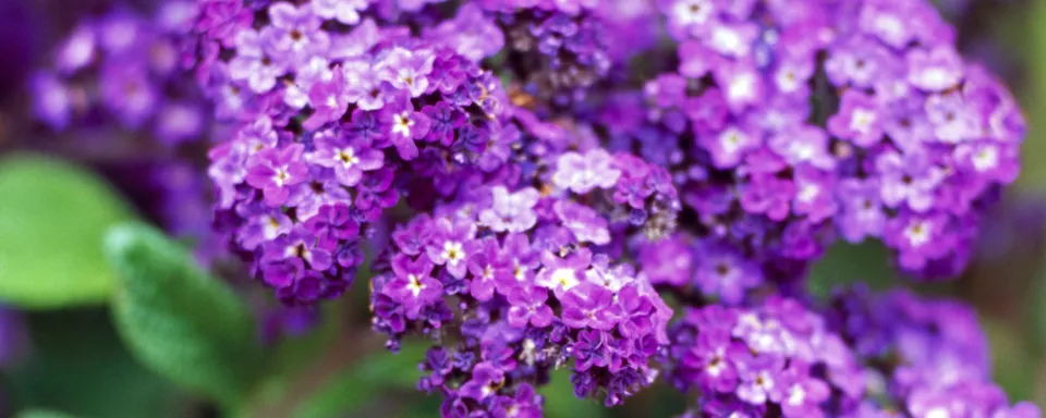 Afbeelding Heliotropium arborescens ‘Marine’