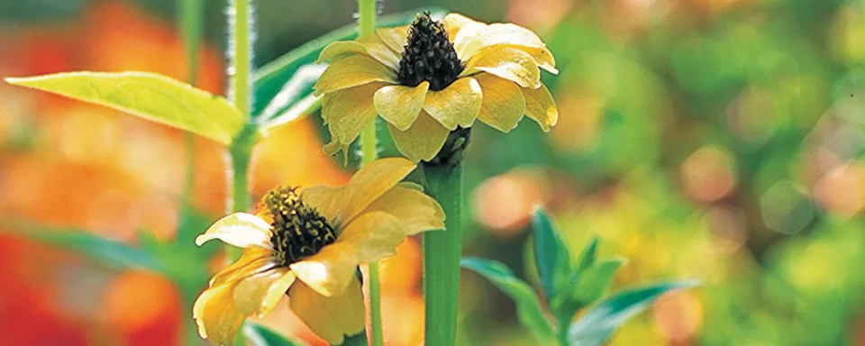 Afbeelding Zinnia peruviana