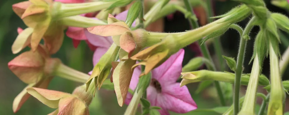 Afbeelding Nicotiana x sanderae ‘Sensation Mixed’