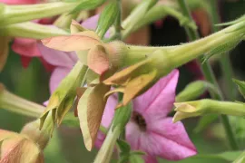 Nicotiana x sanderae ‘Sensation Mixed’