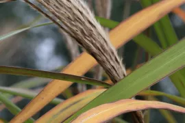 Miscanthus sinensis