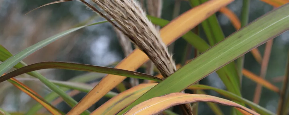 Afbeelding Miscanthus sinensis