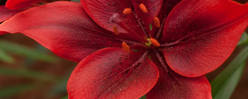 Afbeelding Lilium ‘Black Out’