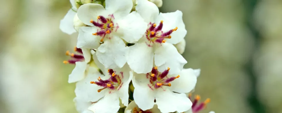 Afbeelding Verbascum chaixii ‘Album’