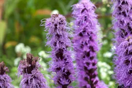 Liatris spicata