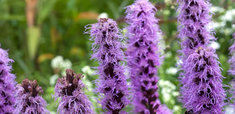 Liatris spicata