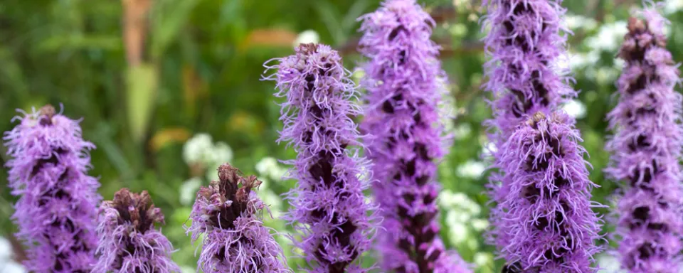 Afbeelding Liatris spicata