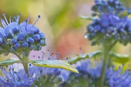 Caryopteris x clandonensis ‘Summer Sorbet’