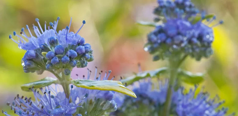 Caryopteris x clandonensis ‘Summer Sorbet’