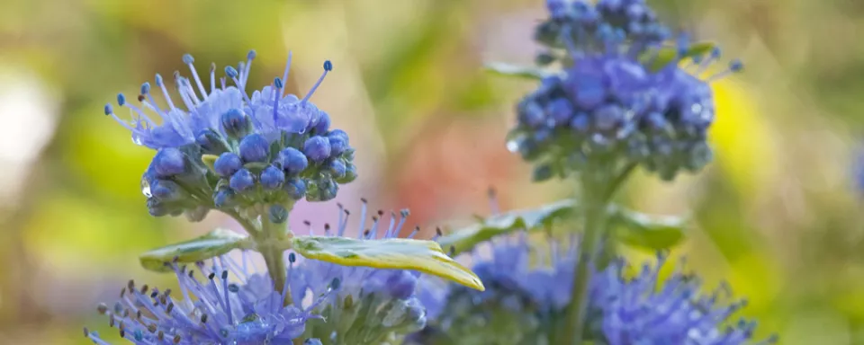 Afbeelding Caryopteris x clandonensis ‘Summer Sorbet’