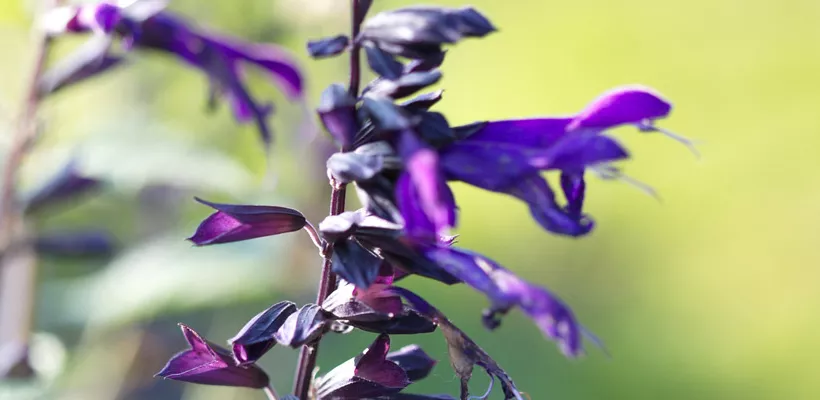 Salvia ‘Amistad’