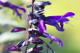 Salvia ‘Amistad’