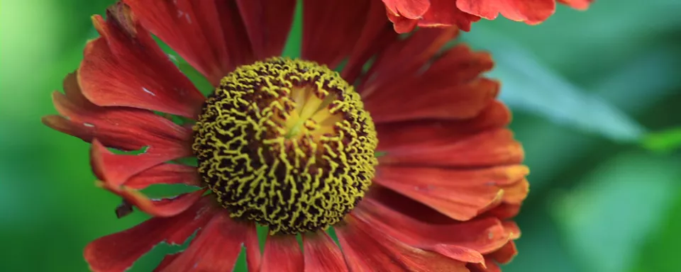 Afbeelding Helenium ‘Indianersommer’