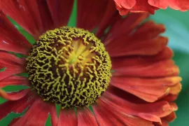 Helenium ‘Indianersommer’