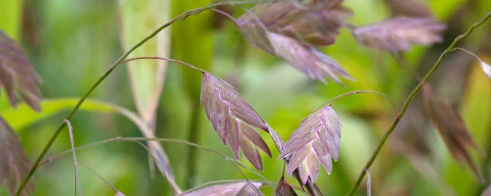 Afbeelding Chasmanthium latifolium