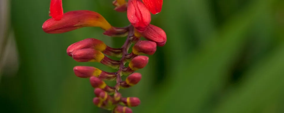 Afbeelding Crocosmia ‘Lucifer’