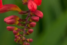 Crocosmia ‘Lucifer’