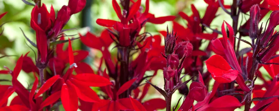 Afbeelding Lobelia ‘Queen Victoria’
