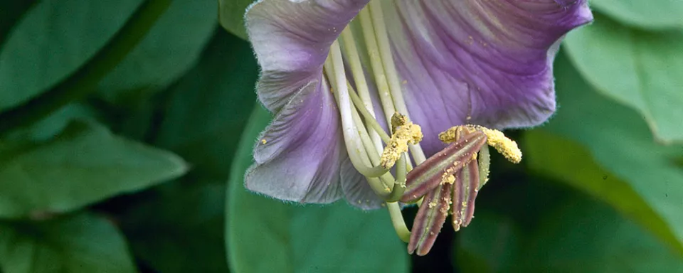 Afbeelding Cobaea scandens
