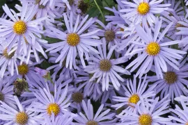 Aster x frikartii ‘Mönch’