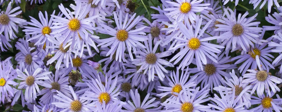 Afbeelding Aster x frikartii ‘Mönch’