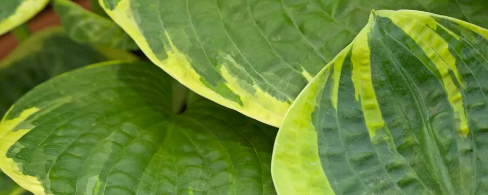 Afbeelding Hosta ‘Sugar Daddy’