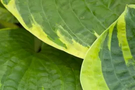 Hosta ‘Sugar Daddy’