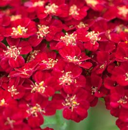 Achillea millefolium ‘Red Velvet’