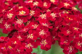 Achillea millefolium ‘Red Velvet’