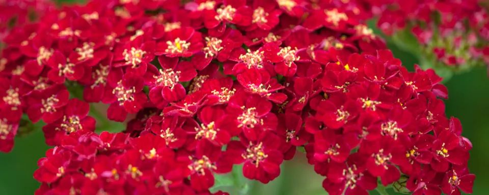 Afbeelding Achillea millefolium ‘Red Velvet’