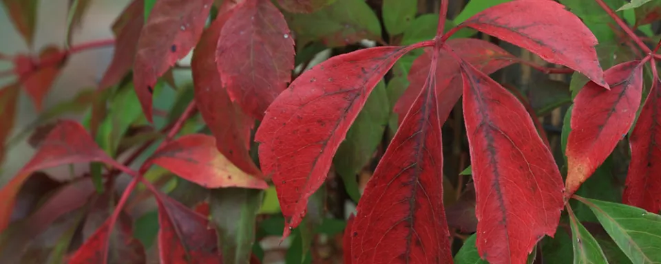 Afbeelding Parthenocissus quinquefolia