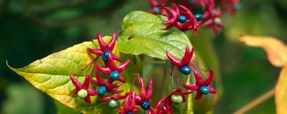 Afbeelding Clerodendrum trichotomum