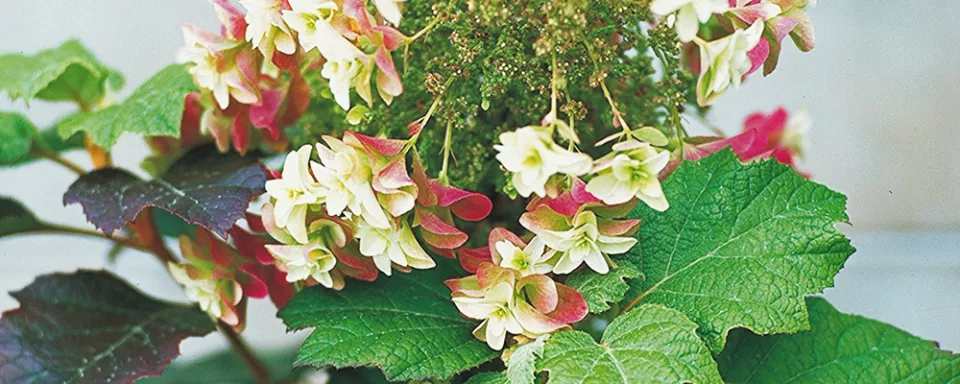 Afbeelding Hydrangea quercifolia
