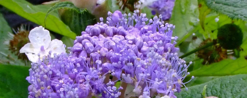 Afbeelding Hydrangea involucrata