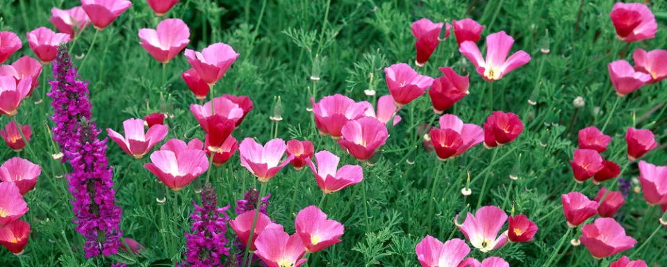 Afbeelding Eschscholzia californica ‘Single Carmine’