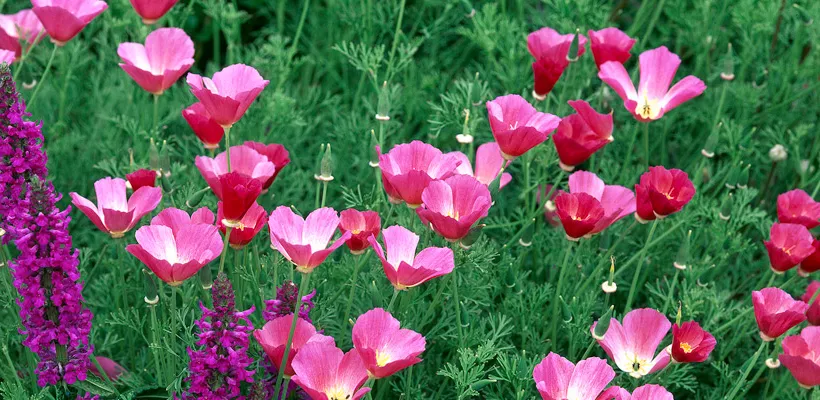 Eschscholzia californica ‘Single Carmine’
