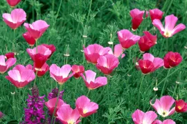 Eschscholzia californica ‘Single Carmine’