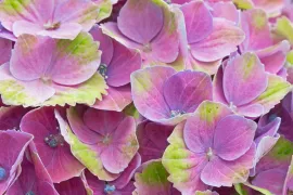 Hydrangea macrophylla ‘Magical Amethyst’