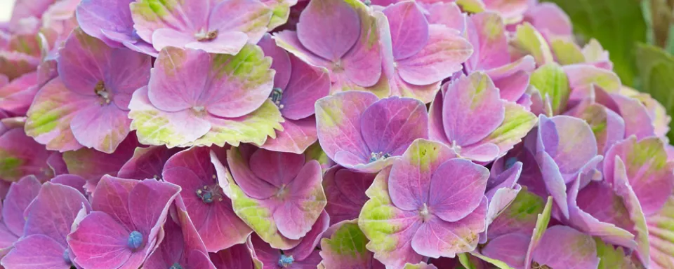 Afbeelding Hydrangea macrophylla ‘Magical Amethyst’