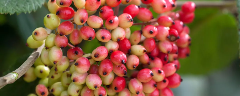Afbeelding Viburnum lantana