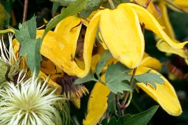 Clematis (Tangutica-groep) ‘Lambton Park’