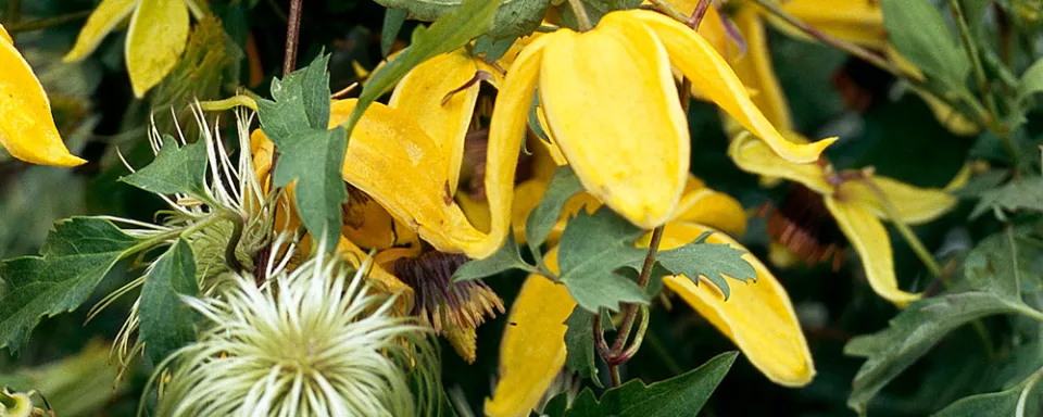 Afbeelding Clematis (Tangutica-groep) ‘Lambton Park’