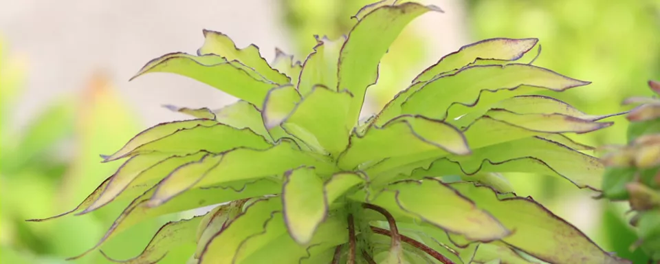 Afbeelding Eucomis bicolor