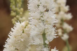 Actaea simplex ‘White Pearl’